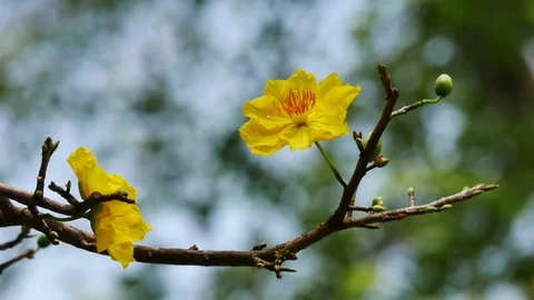 Ochna integerrima flower Stock Footage 71119837