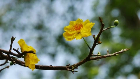 Ochna integerrima flower Stock Footage 71119892