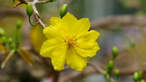 Ochna integerrima flower Stock Footage 71120379