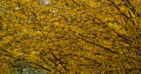 Ochna integerrima flower or yellow Mai flowers decorate Stock Footage 101717689