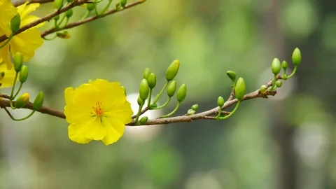 (Ochna Integerrima Stock Footage 71120285