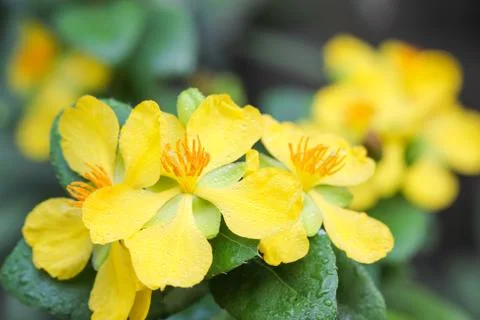 Ochna integerrima (lour.) merr.,micky mouse plant Stock Photos