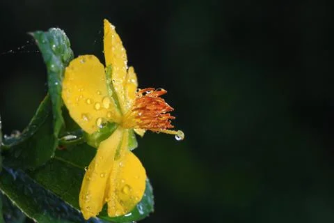 Ochna integerrima (lour.) merr.,micky mouse plant Stock Photos