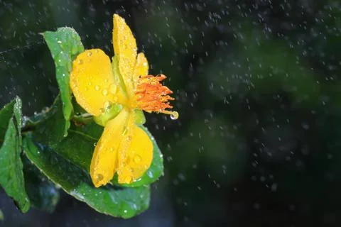 Ochna integerrima (lour.) merr.,micky mouse plant Stock Photos