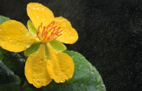 Ochna integerrima (lour.) merr.,micky mouse plant Stock Photos