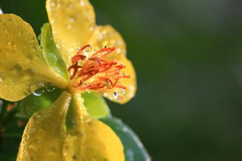Ochna integerrima (lour.) merr.,micky mouse plant Stock Photos