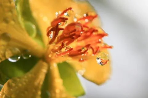 Ochna integerrima (lour.) merr.,micky mouse plant Stock Photos