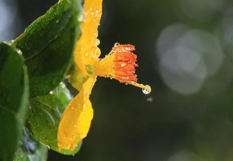 Ochna integerrima (lour.) merr.,micky mouse plant Stock Photos