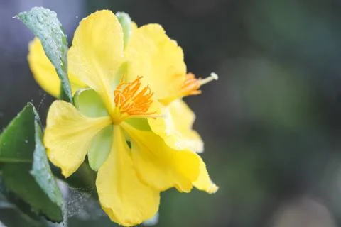 Ochna integerrima (lour.) merr.,micky mouse plant Stock Photos