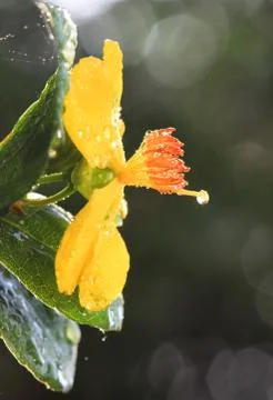 Ochna integerrima (lour.) merr.,micky mouse plant Stock Photos