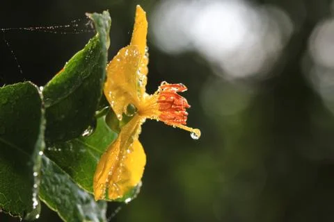 Ochna integerrima (lour.) merr.,micky mouse plant Stock Photos
