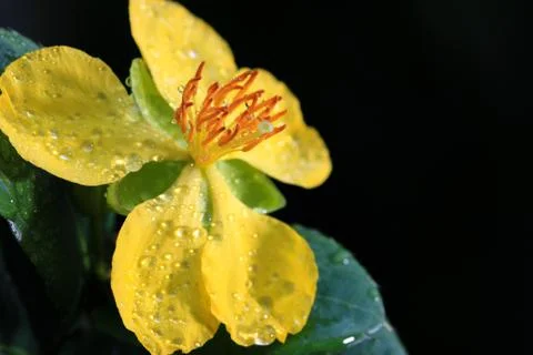 Ochna integerrima (lour.) merr.,micky mouse plant Stock Photos