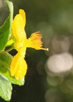 Ochna integerrima (lour.) merr.,micky mouse plant Stock Photos