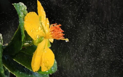 Ochna integerrima (lour.) merr.,micky mouse plant Stock Photos