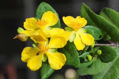 Ochna integerrima (lour.) merr.,micky mouse plant Stock Photos