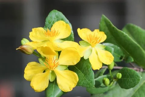 Ochna integerrima (lour.) merr.,micky mouse plant Stock Photos