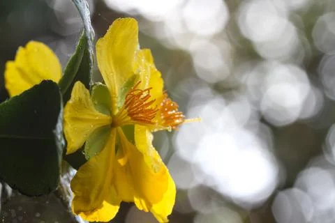 Ochna integerrima (lour.) merr.,micky mouse plant Stock Photos