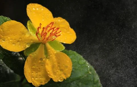 Ochna integerrima (lour.) merr.,micky mouse plant Stock Photos