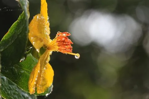 Ochna integerrima (lour.) merr.,micky mouse plant Stock Photos