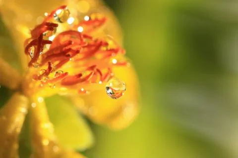 Ochna integerrima (lour.) merr.,micky mouse plant Stock Photos
