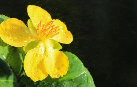 Ochna integerrima (lour.) merr.,micky mouse plant Stock Photos