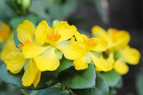 Ochna integerrima (lour.) merr.,micky mouse plant Stock Photos