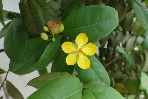Ochna integerrima (Lour.) Merr.,Micky mouse plant in garden Stock Photos