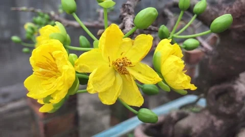 Ochna integerrima, Yellow Mai flower, Mai vang, Hoa mai, Hoang mai, Angkea, Angk Video stock 234886004