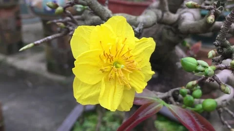 Ochna integerrima, Yellow Mai flower, Mai vang, Hoa mai, Hoang mai, Angkea, Angk Video stock 234886006