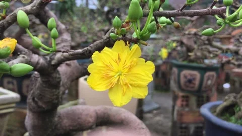 Ochna integerrima, Yellow Mai flower, Mai vang, Hoa mai, Hoang mai, Angkea, Angk Video stock 234886014