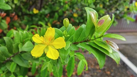 Ochna serrulata Stock Footage 306642792