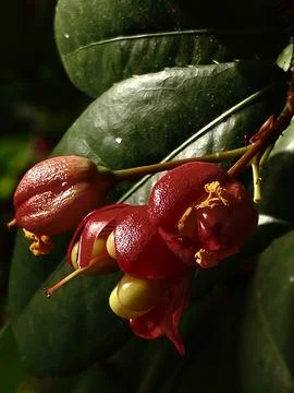 Ochnaceae Stock Photos