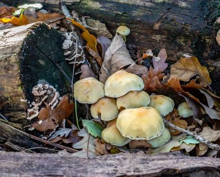 Ochre colored toadstools Stock Photos