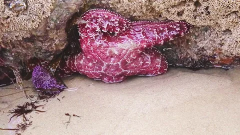 Ochre Sea Star 스톡 동영상 153335580