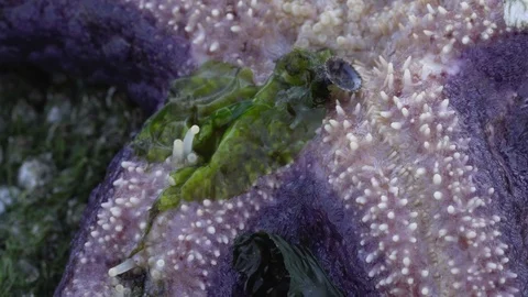 Ochre Sea Star - Macro Stock Footage 125347212