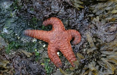 Ochre Starfish Stock Photos
