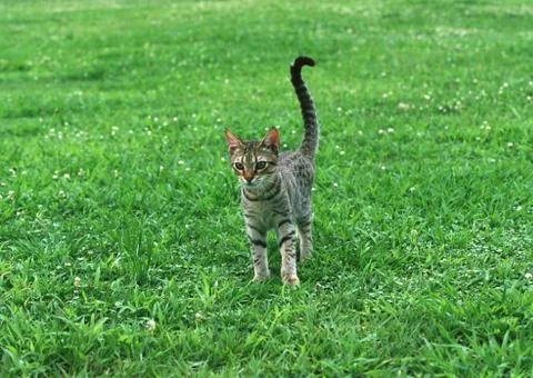 Ocicat Stock Photos
