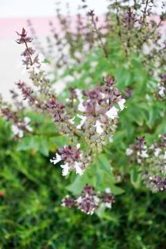 Ocimum basilicum Lin. Stock Photos