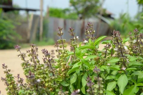 Ocimum basilicum linn Stock Photos
