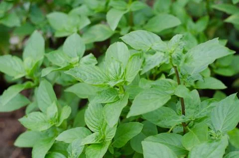 Ocimum basilicum Linn Stock Photos