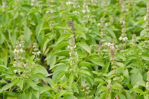 Ocimum basilicum Stock Photos