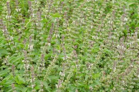 Ocimum basilicum Stock Photos