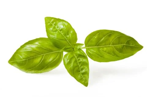 Ocimum basilicum Stock Photos