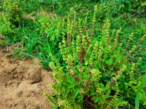 Ocimum basilicum Stock Photos