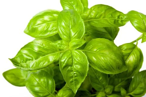 Ocimum basilicum Stock Photos
