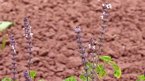 Ocimum basilicum. Thai basil, spice and medicinal plant. Stock Footage 305371211