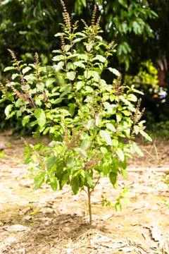 Ocimum sanctum tree Stock Photos