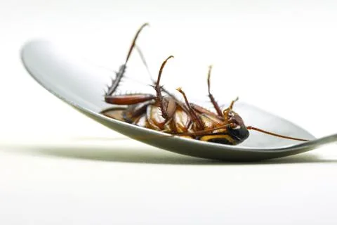 Ockroach isolated / lying dead of cockroach insect on spoon isolated Foto stock