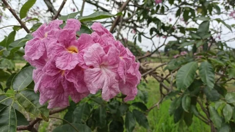 Ocobo en flor Stock Footage 273192056