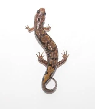 Ocoee Salamander (Desmognathus ocoee)  Foto stock